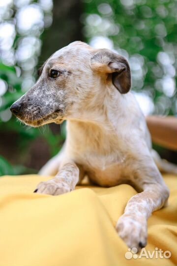Маленькая красивая собака из приюта бесплатно