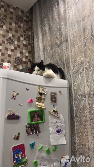 Потерялся кот