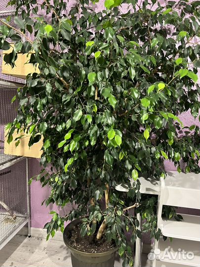 Фикус бенджамина