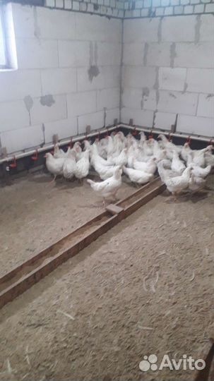 Куры несушки
