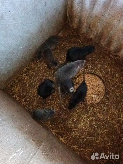 Нутрии живьём