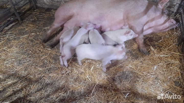 Поросят 4тыс