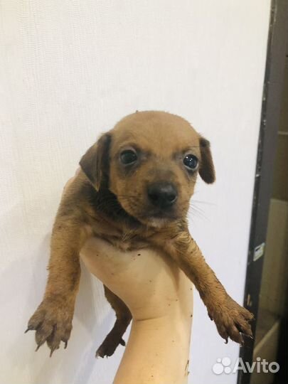 Щенки пинчера