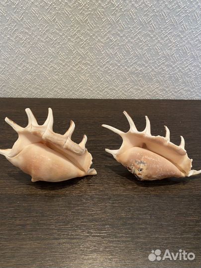 Раковины и морские звезды