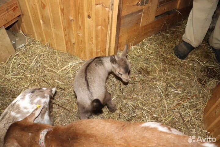 Камерунские козочки 6 мксяцев