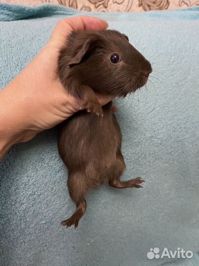 Породистые морские свинки тедди мальчик
