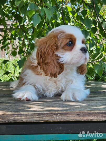 Девочка кавалер Кинг Чарльз спаниель