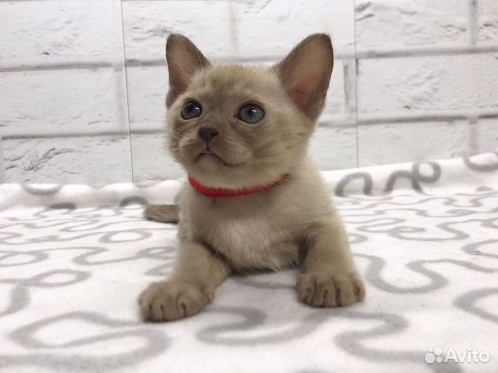 Бурманская