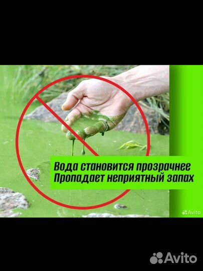 Хлорелла для пруда и водоемов