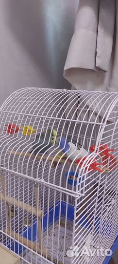 Волнистый попугай с клеткой