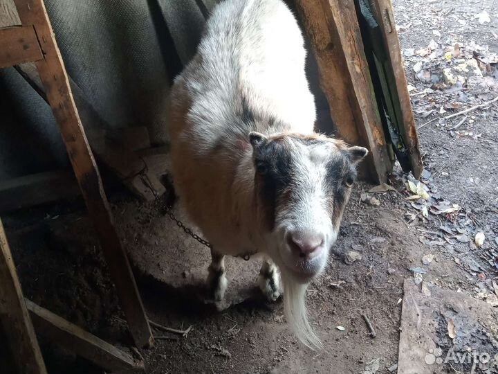 Продается коза