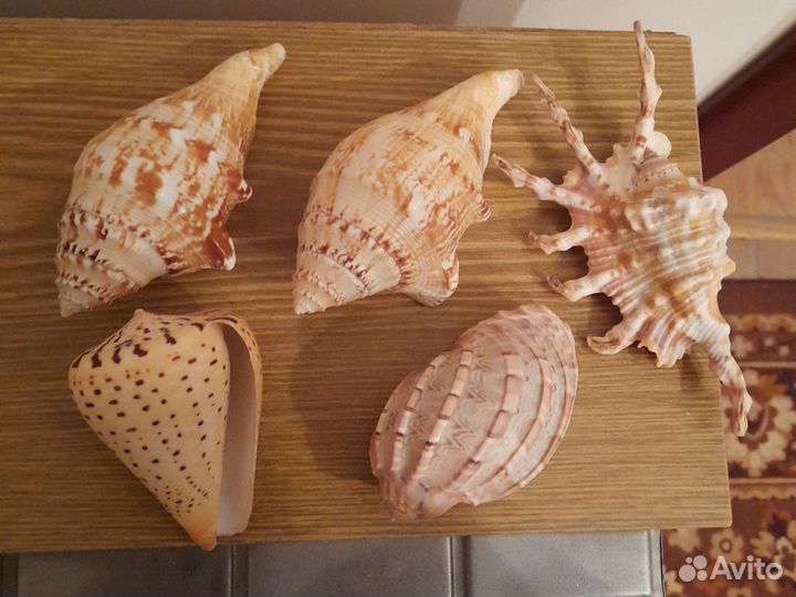Раковины океана