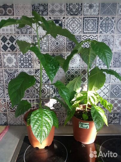 Рассада острого перца каролина рипер