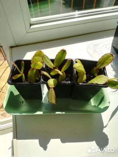 Цветок декабрист