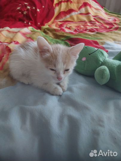 Отдам в добрые руки