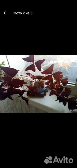 Кислица оксалис фиолетовая комнатное растение