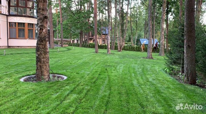 Рулонный газон