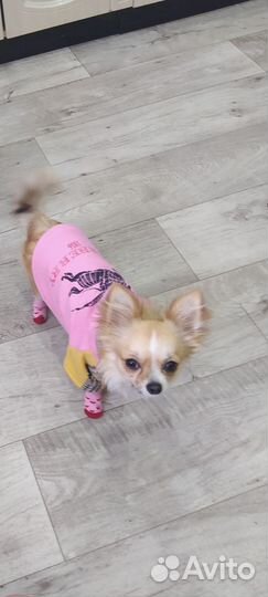 Чихуахуа длинношерстные мини