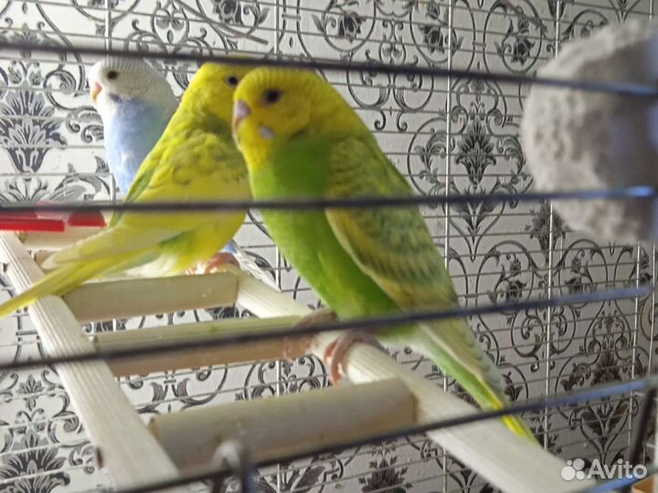 Волнистый попугай