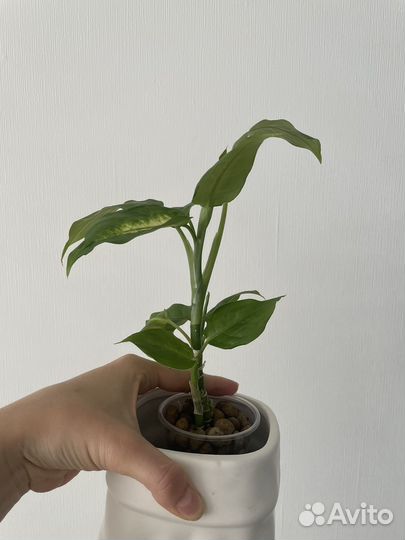 Диффенбахия