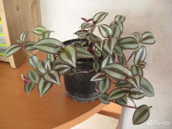 Горшки для комнатных растений. Обменяю на черенки