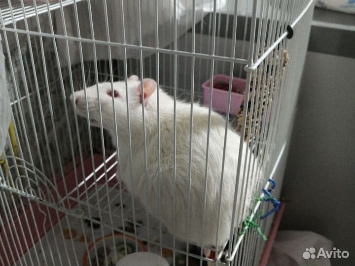 Крыса дамбо