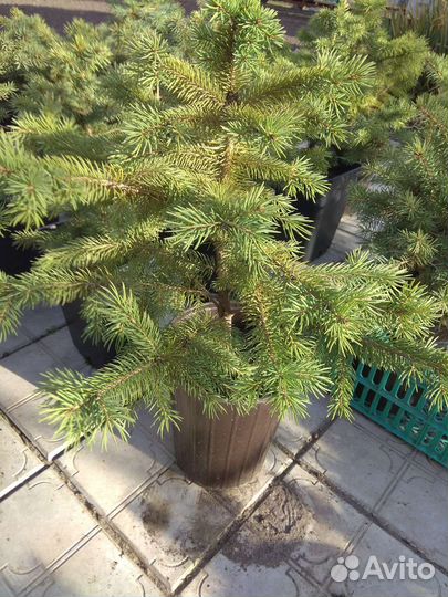 Саженцы ели