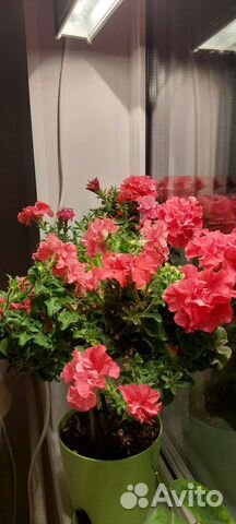 Фитосветильник полный спектр