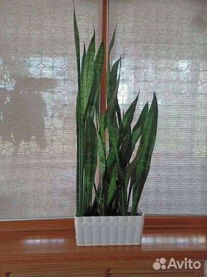 Сансевиерия (тещин язык)