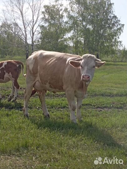 Корова высокоудойная