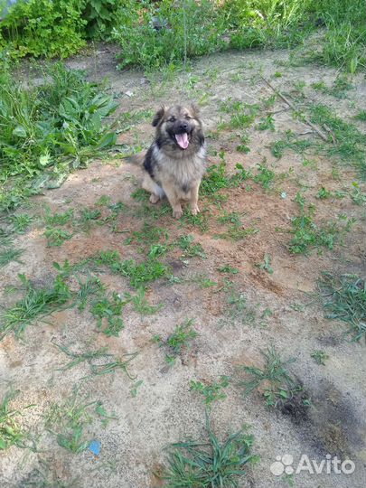 Собака в добрые руки щенок мальчик