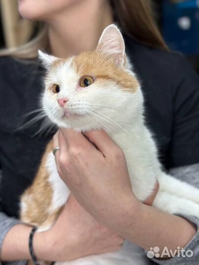 Котик Банди в добрые руки