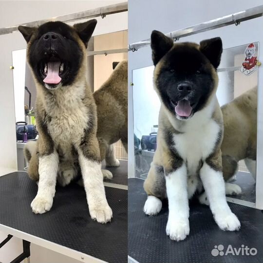 Груминг собак и кошек