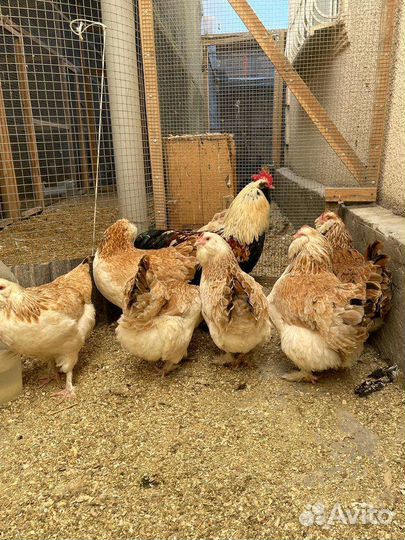 Фавероль лосось