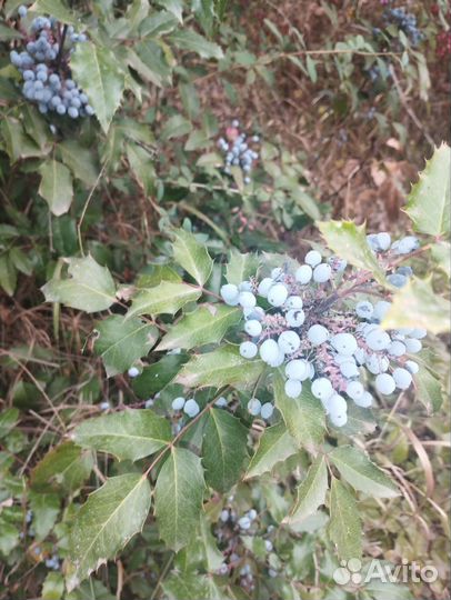 Магония падуболистная