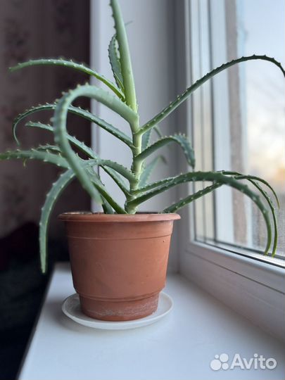 Алоэ взрослый