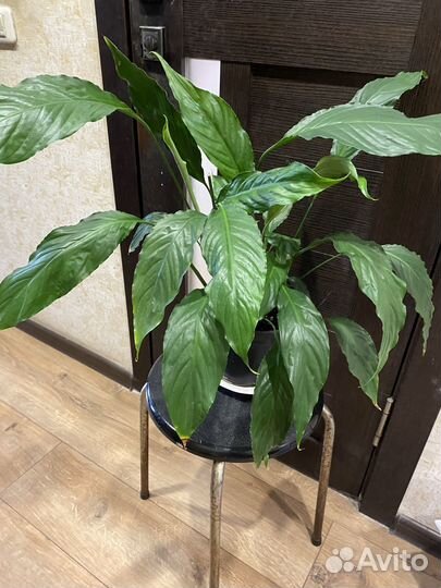 Спатифиллум