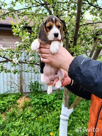 Бигль девочки с документами