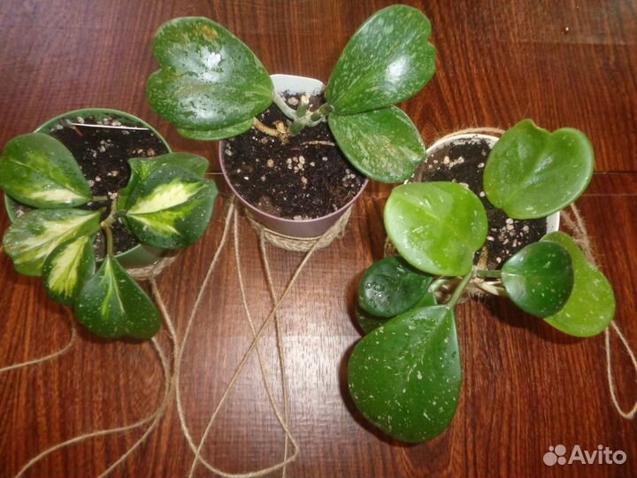 Хойя обовата