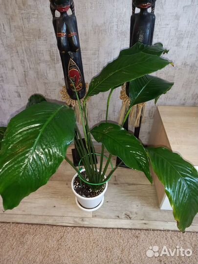 Спатифиллум Себастьяно