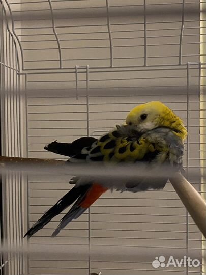 Попугай розелла