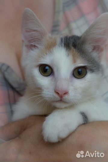 Маргоша, 3,5 месяца, в самые добрые руки