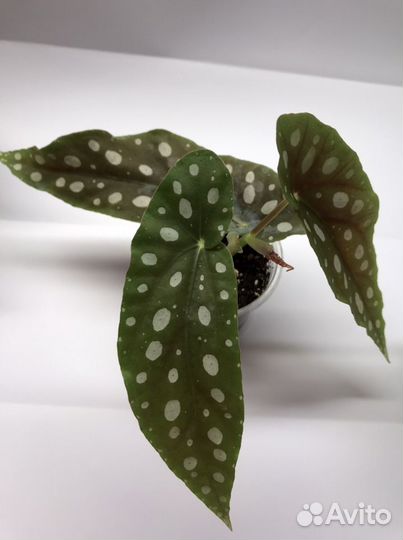 Бегония макулата