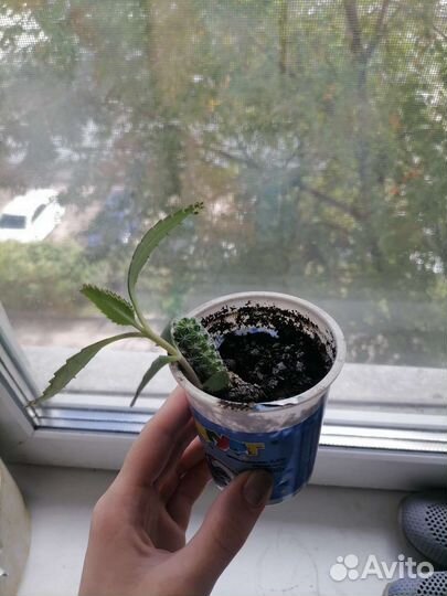 Каланхоэ лечебный+кактус