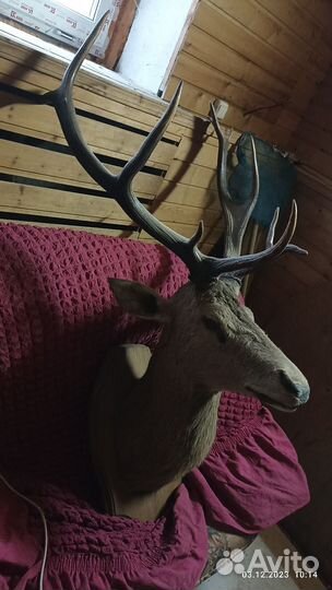 Чучело головы оленя