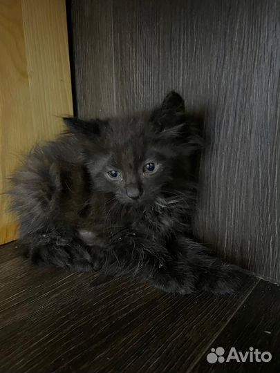 Черный котенок девочка 1,5 месяца