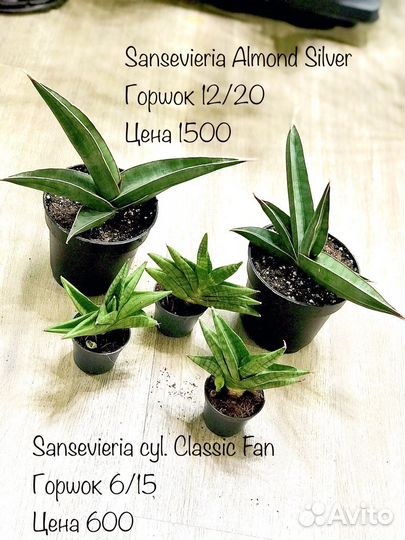 Хомаломена, крассула, сансы, драцена