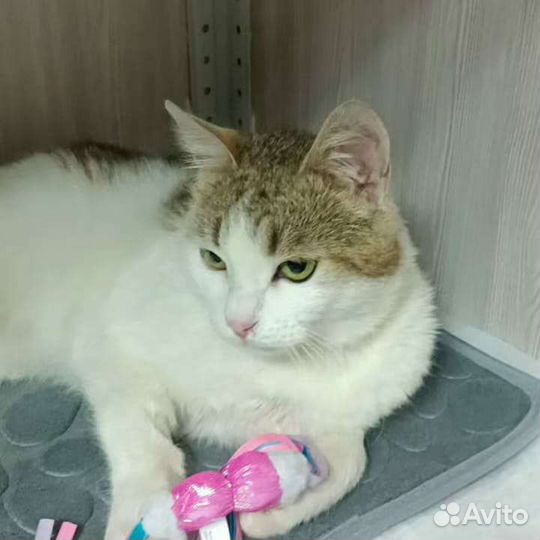 Котик в добрые руки