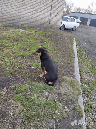 Собака стерилизованная