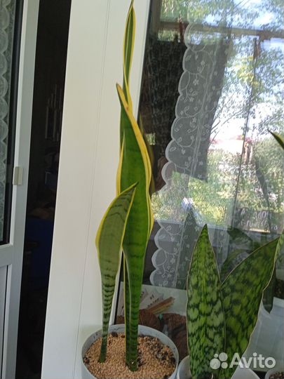 Сансевиерия Натали (Silver Clone)